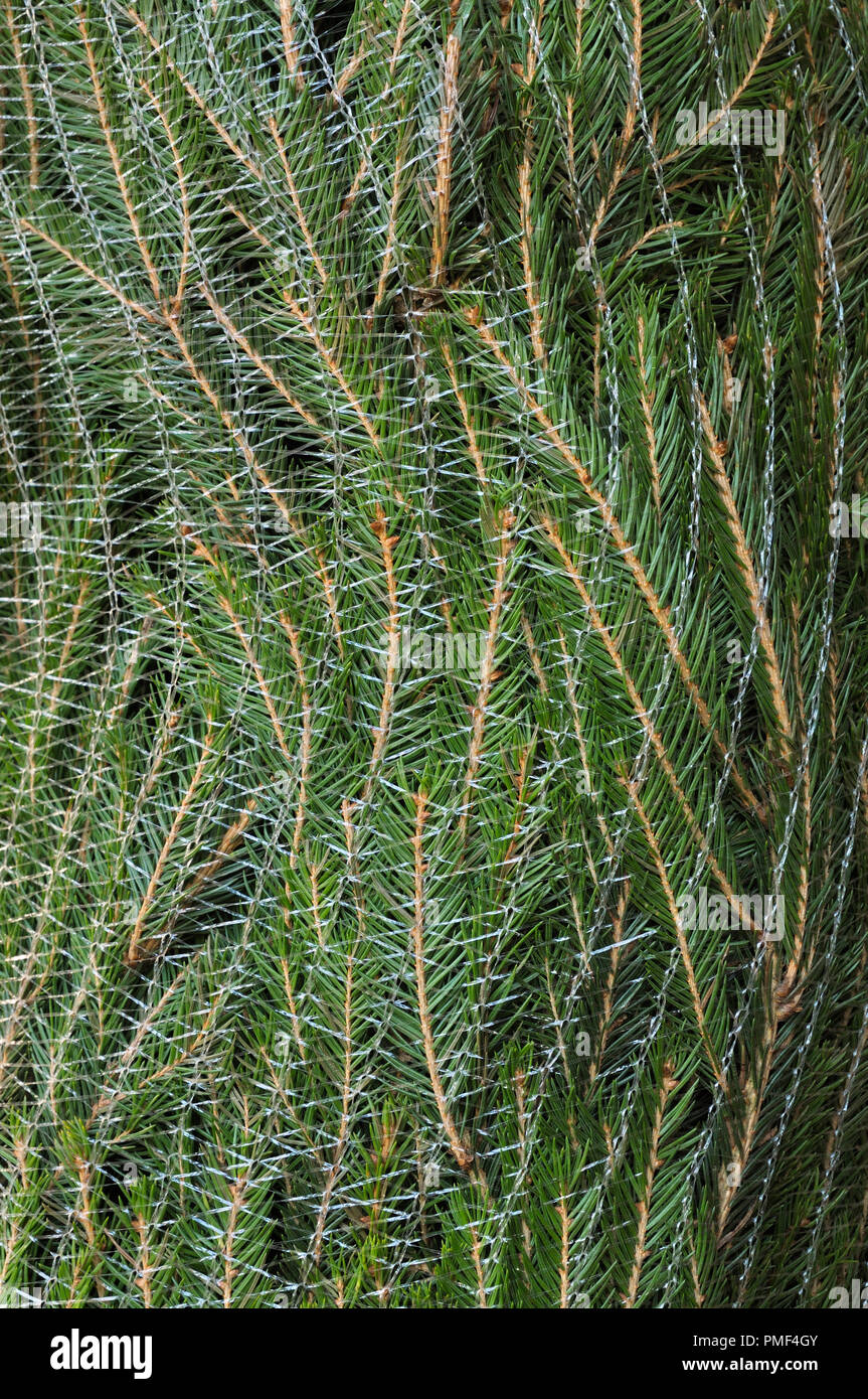 Christmas tree Wrapped in plastic Verrechnung Stockfoto