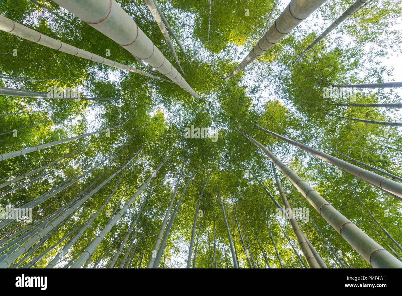 Japanische Bambus Wald in arashiyama Kyoto Japan Stockfoto