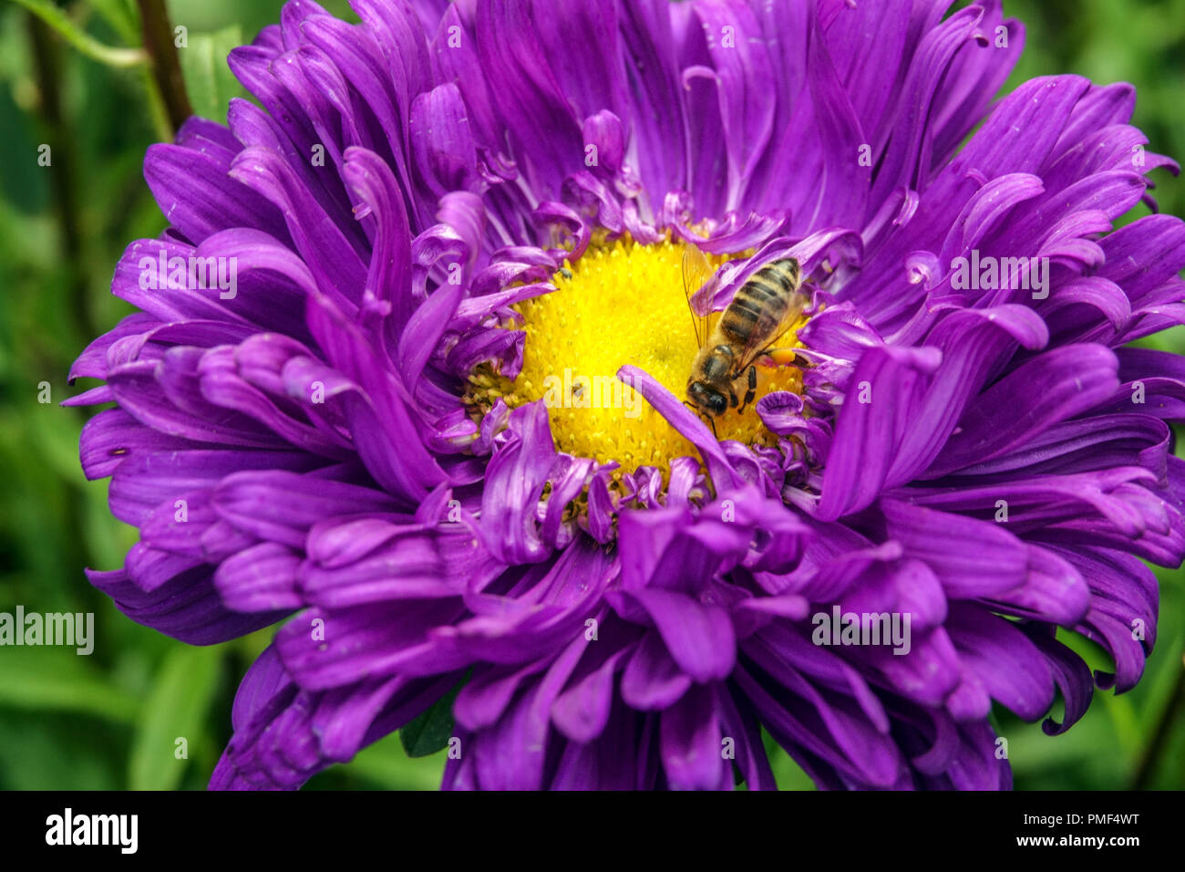 Blue China Aster, Callistephus chinensis Matador Tiefblau Biene in Blütenschönheit Stockfoto