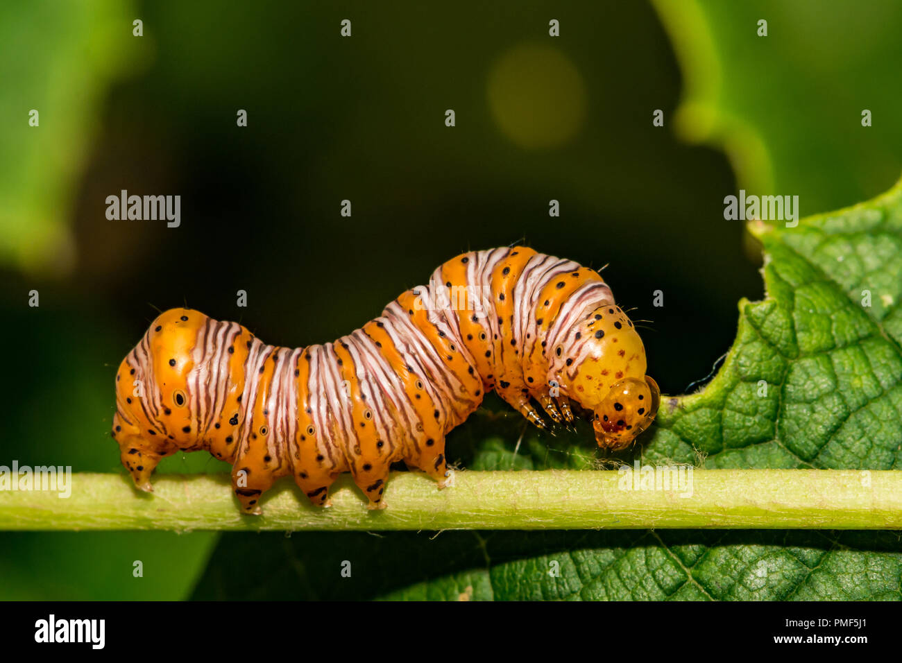 Schönes Holz Nymphe (Eudryas grata Stockfotografie Alamy