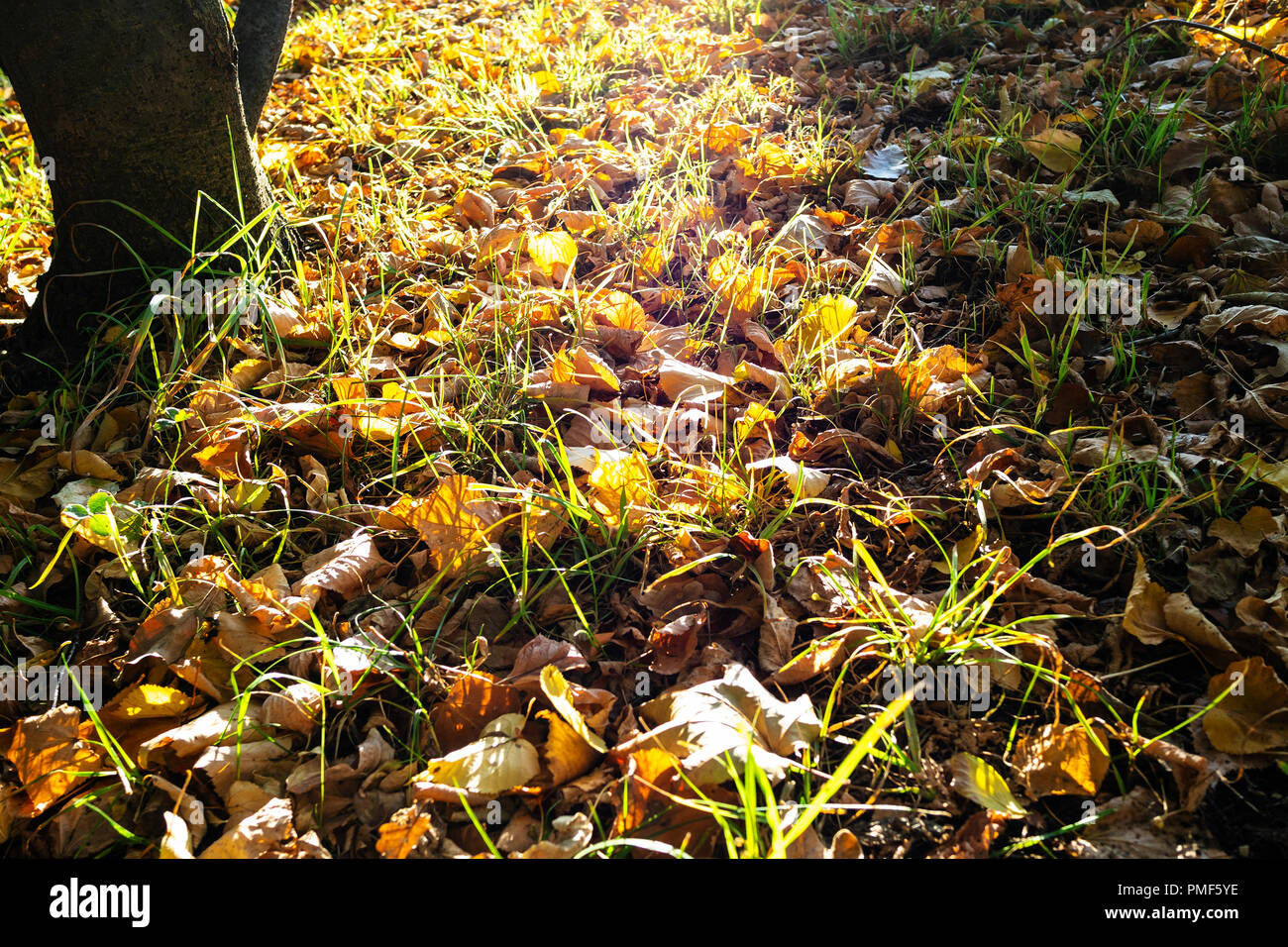 Blatt Wurf im Herbst Abendsonne beleuchtet auf städtischen Rasen Stockfoto