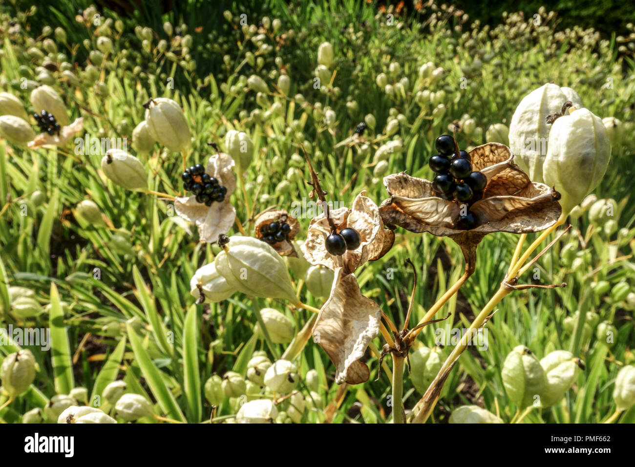 Belamcanda chinensis oder Iris domestica als Leopard Lily, Black lily bekannt, und Leopard Blumen, Samen Hülsen Stockfoto