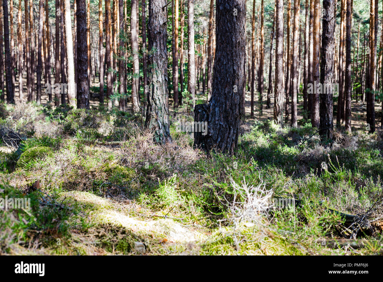 Nadelholz in Pfälzer Wald, Deutschland Stockfoto