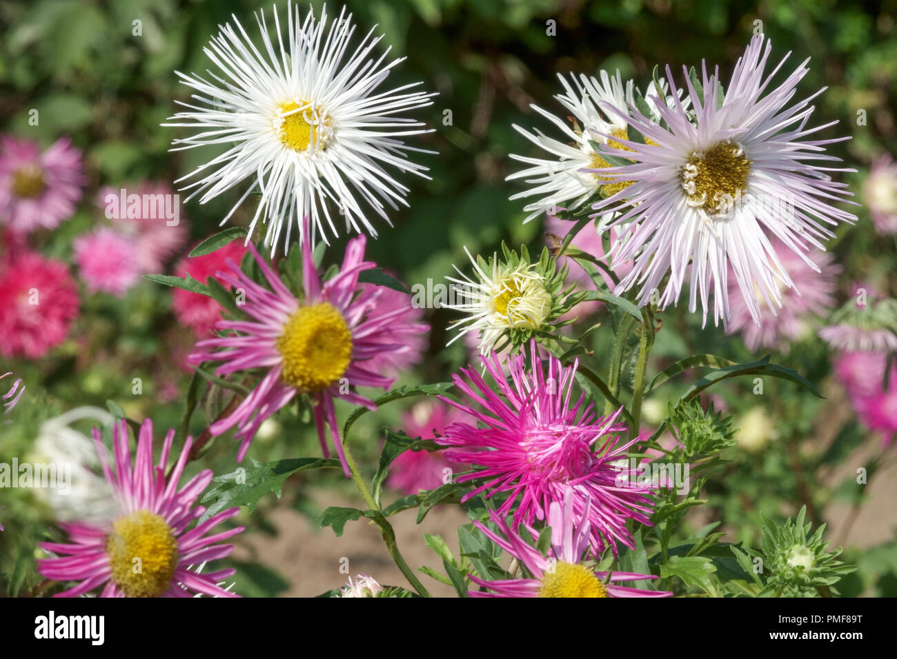 China Aster Needle Callistephus chinensis Asters Stockfoto