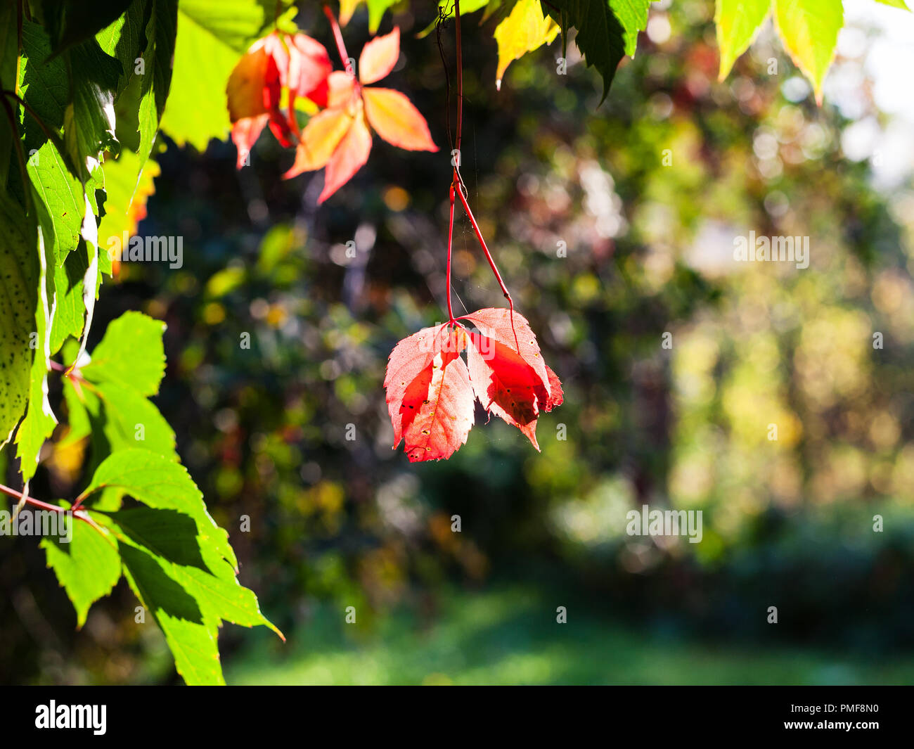 Blätter im Herbst von Virginia Creeper Anlage durch Sonne beleuchtet Stockfoto