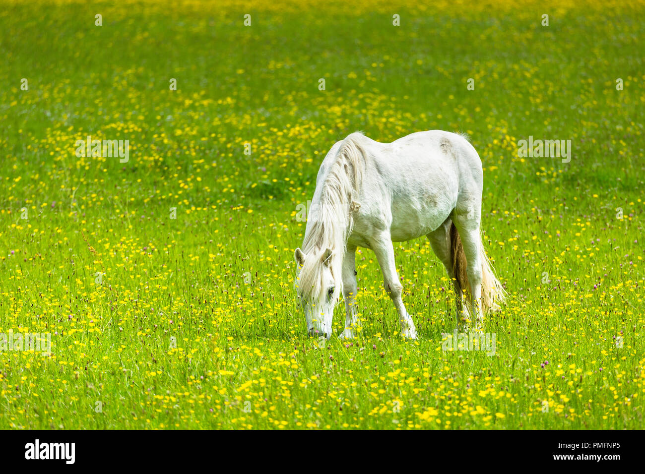 Pferd in einem Feld von Butterblumen Weiden. Stockfoto