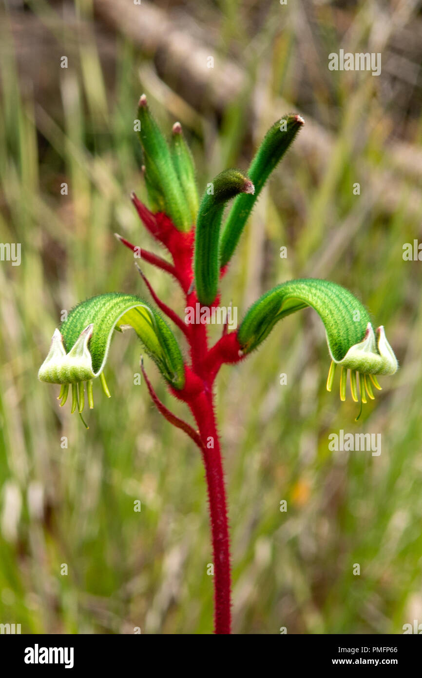 Anigozanthos manglesii, Roten und Grünen Kangaroo Paw Stockfoto