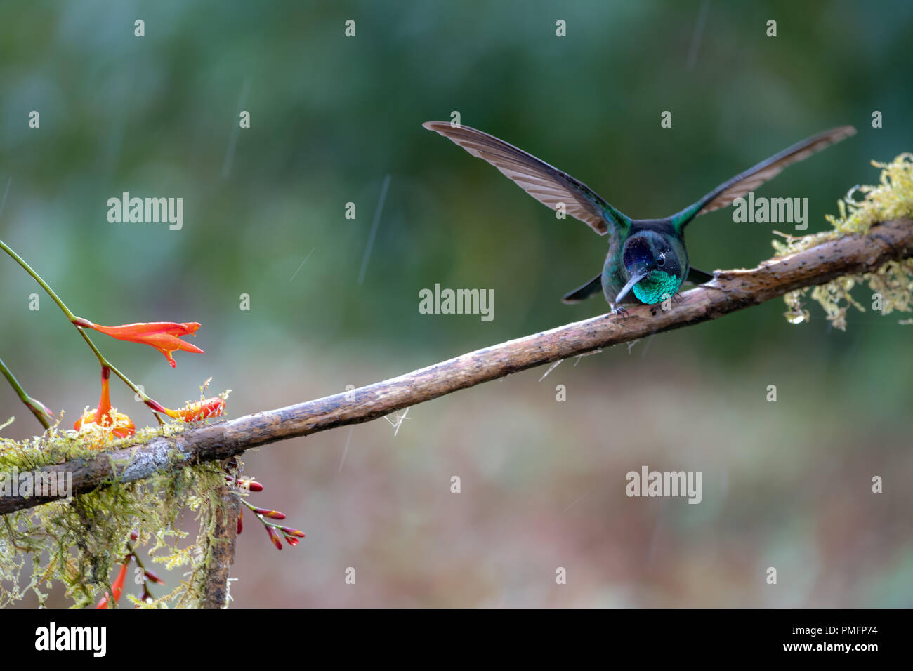 Talamanca Kolibri (Eugenes californica) in Costa Rica Stockfoto