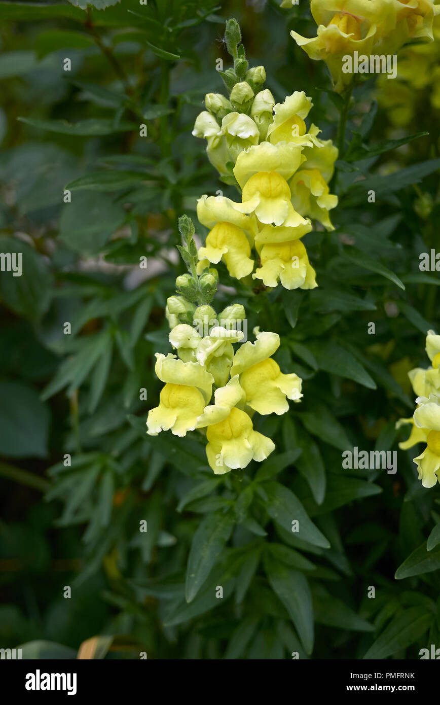 Bunte Blumen Antirrhinum majus Stockfoto