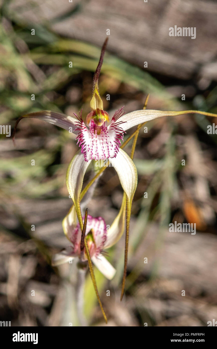 Caladenia longicauda, White Spider Orchid Stockfoto