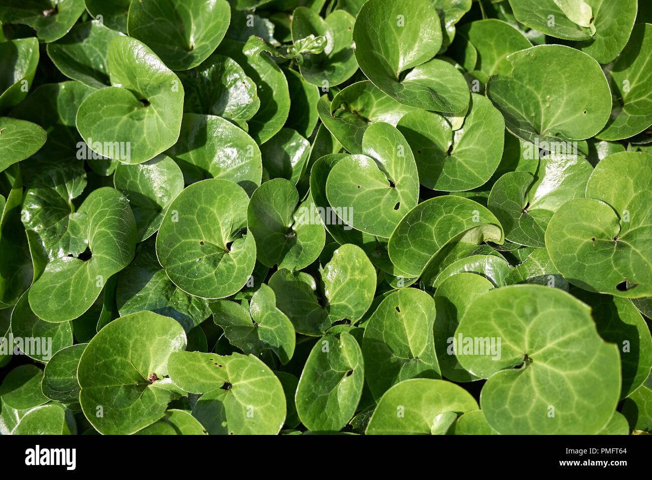 Asarum europaeum Stockfoto