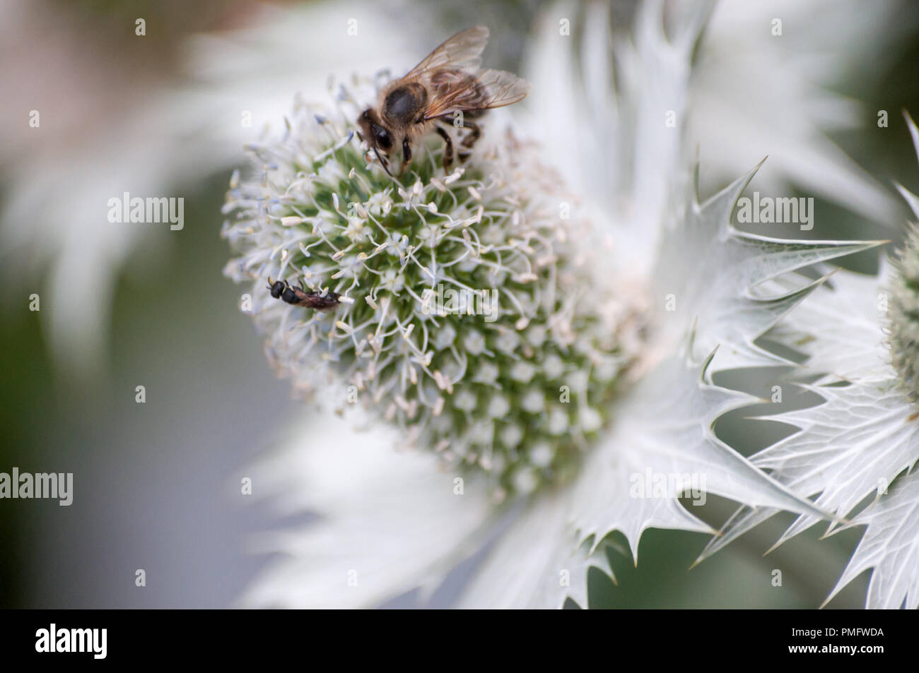 In der Nähe von East Sea Holly mit Biene auf es Stockfoto