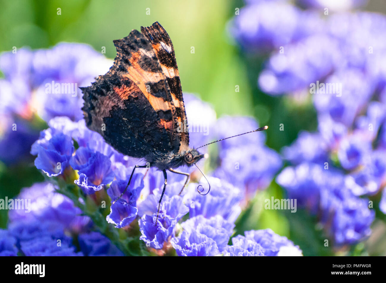 Kleiner Fuchs auf lila Wildflower Stockfoto