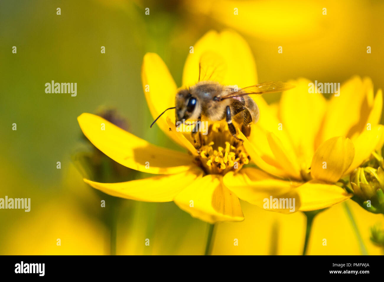 In der Nähe von Biene trinken Nektar aus gelben Wildblumen auf der Wiese Stockfoto