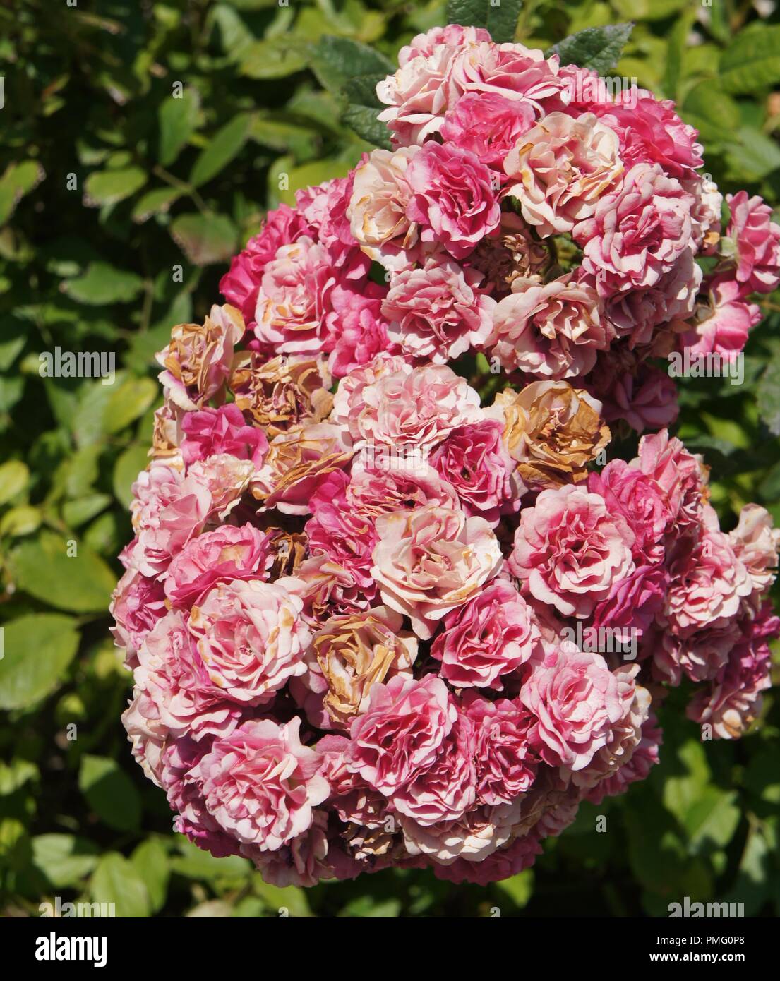 Alte Rosen Stockfotos und -bilder Kaufen - Alamy