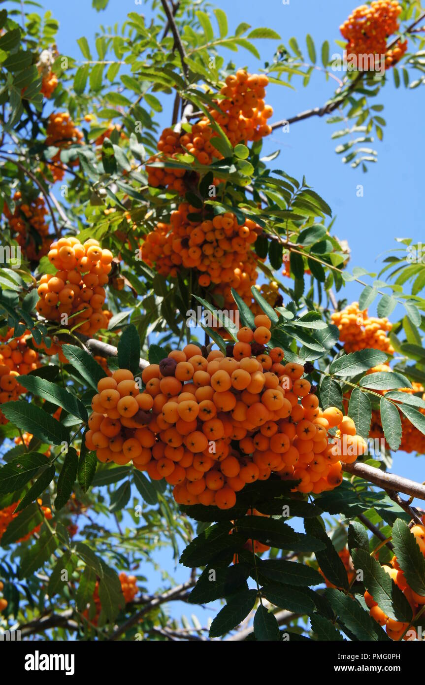 Obst Orangen du Sorbus aucuparia Rosaceae, Sorbier des Oiseaux, Sorbier des oiseleurs, orange Früchte der Eberesche, mountain-Asche Stockfoto