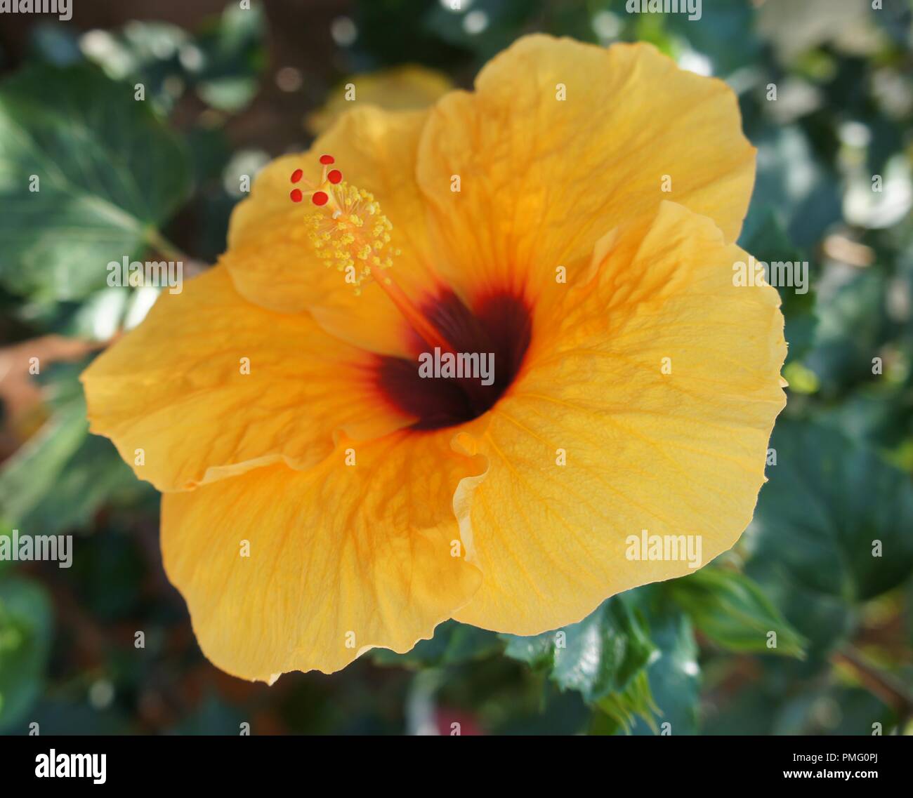 Hibiscus rosa-sinensis à Fleur orange, orange blühenden Hibiscus rosa-sinensis, Orangenblütiger Hibiskus rosa-sinensis, Azahar Hibiscus rosa-sinensis Stockfoto