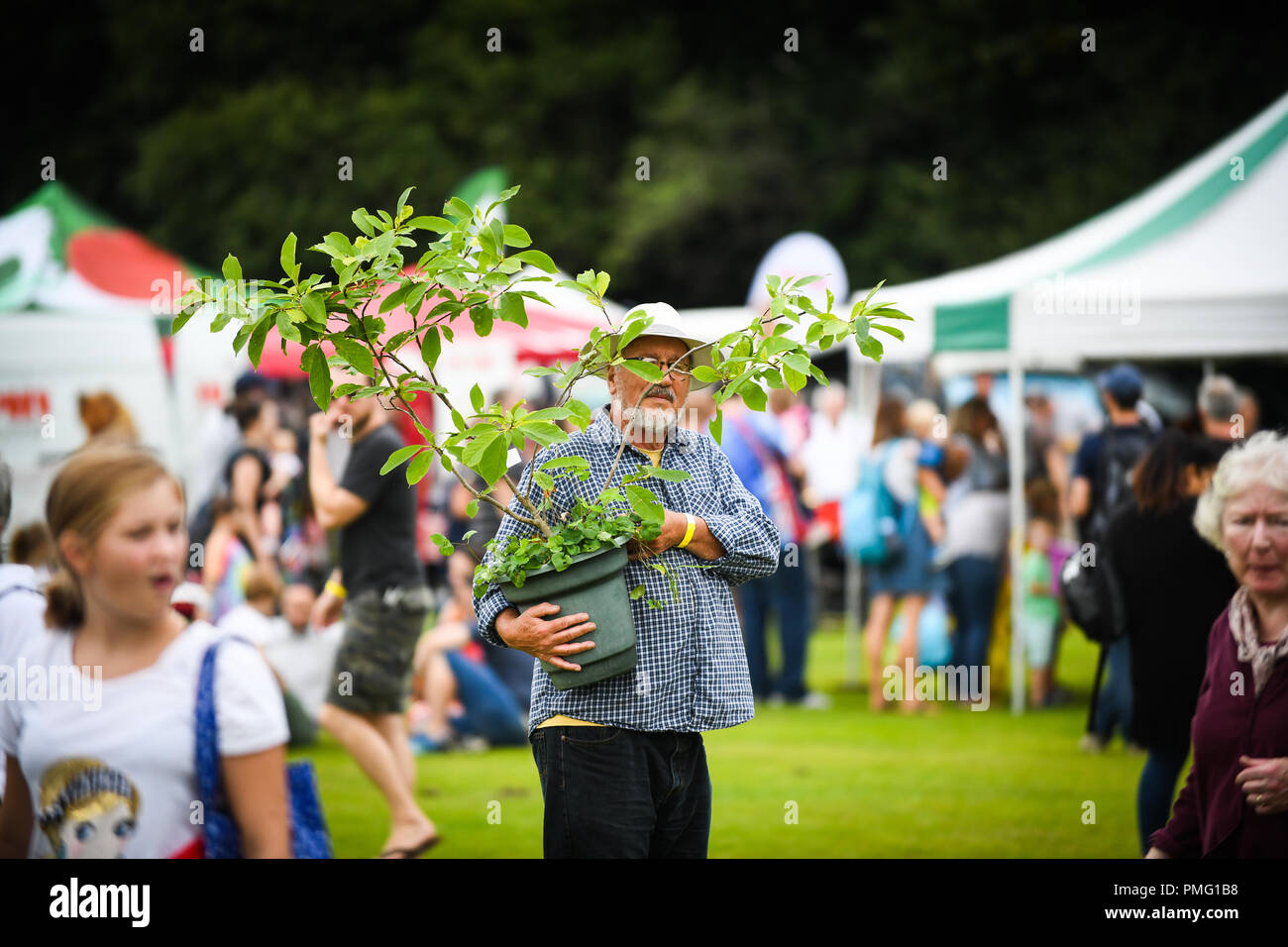 Ein Mann, der eine grüne Pflanze in einem Topf auf der 2018 Herzen des Tales zeigen, in der Pontardawe statt. Stockfoto Ein Mann, der eine grüne Pflanze in einem Topf auf der 2018 Herzen des Tales zeigen, in der Pontardawe statt. Stockfoto