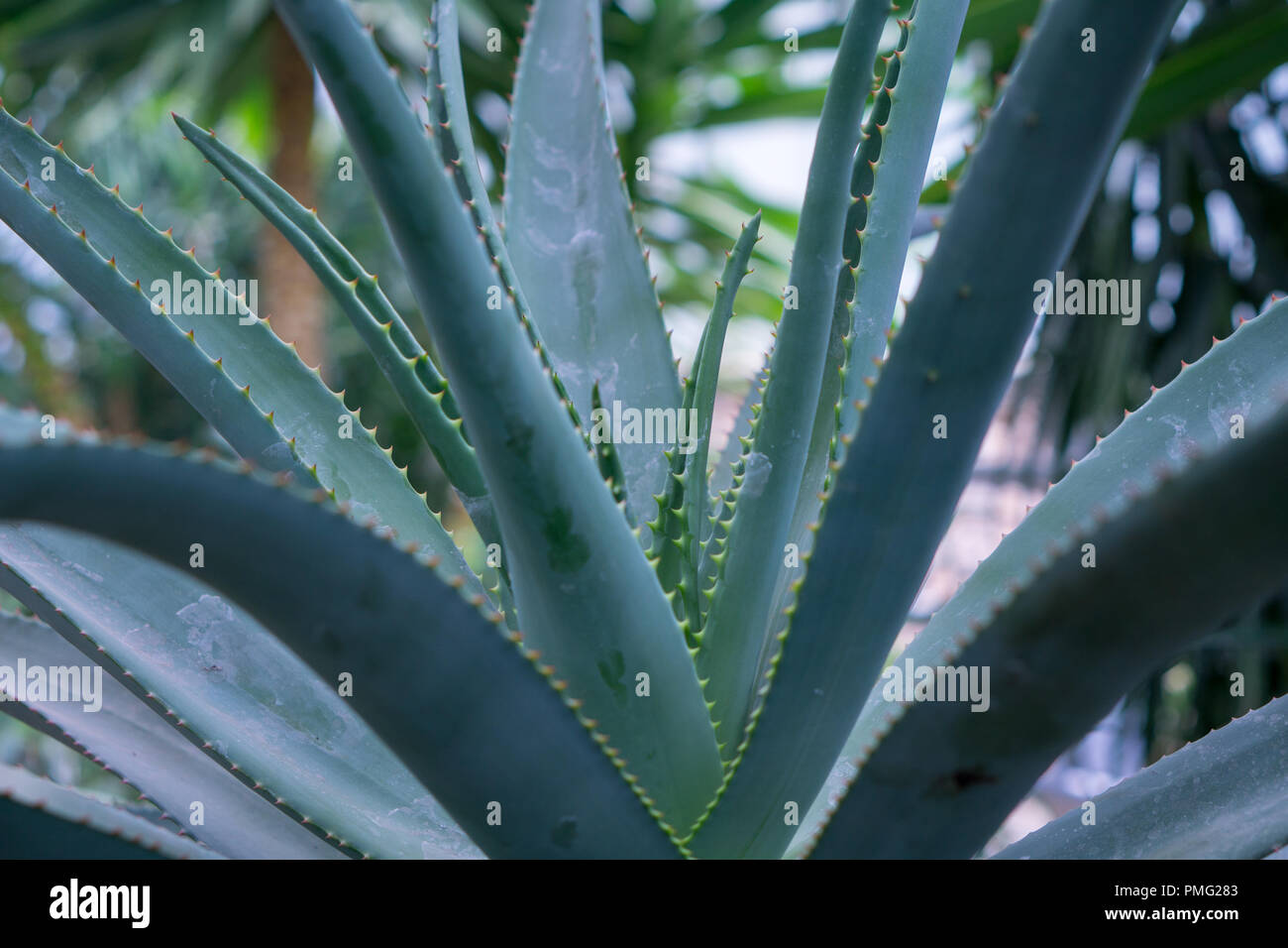 Nahaufnahme der grnen reifen Aloe Vera Pflanzen Keimling im Sand ber  unscharf braunen Hintergrund Stockfotografie - Alamy