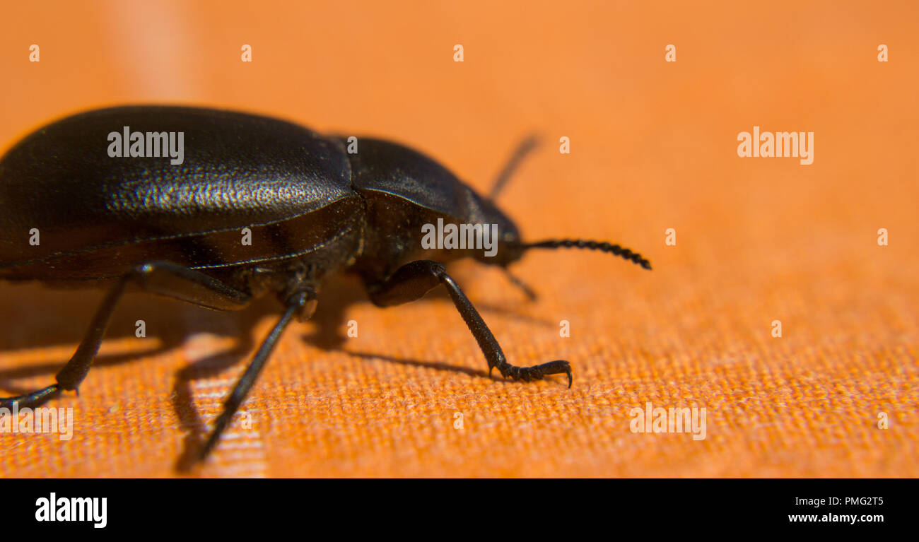Schwarze Käfer Nahaufnahme Stockfoto