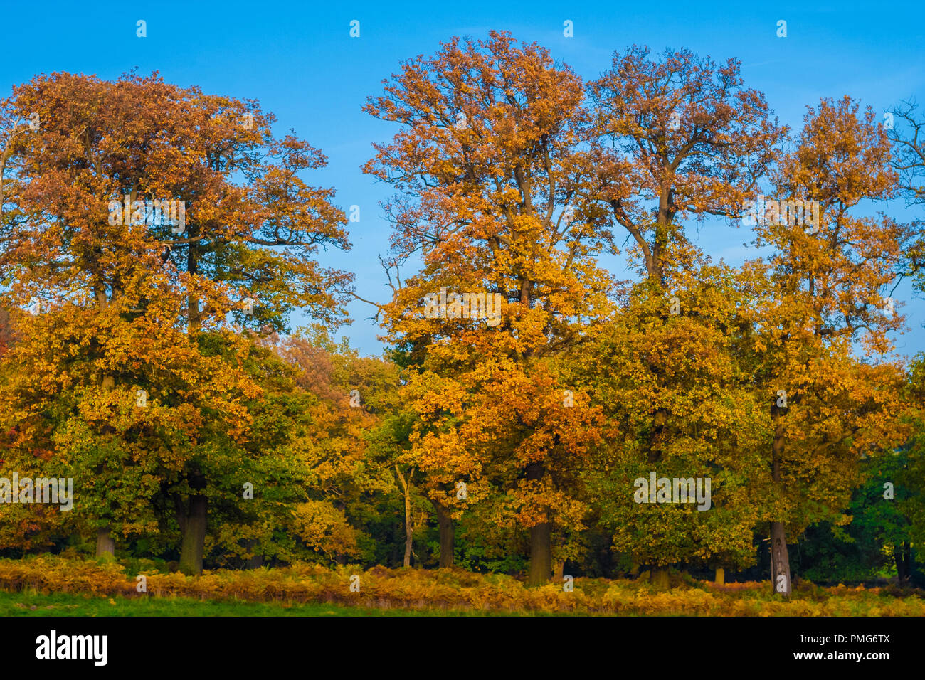 Indian Summer in Deutschland. Eine Reihe von großen Bäumen anzeigen Herbst Farben gelb und orange auf einem schönen goldenen Oktober Tag im legendären Wald... Stockfoto