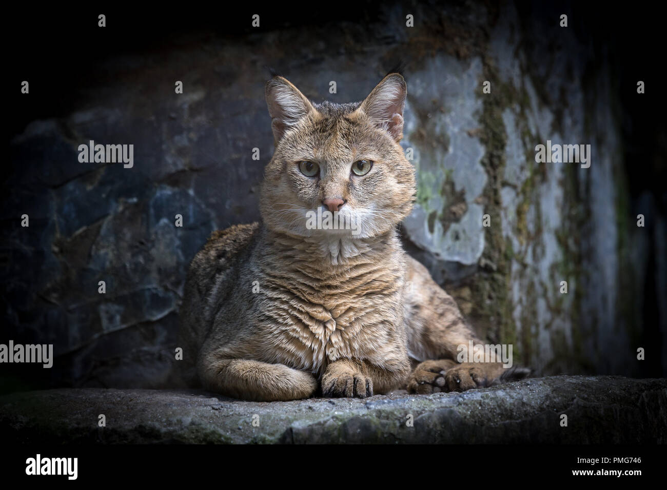 Jungle Cat (Felis chaus) ist eine mittelgroße Katze. Sikkin, Indien. Stockfoto