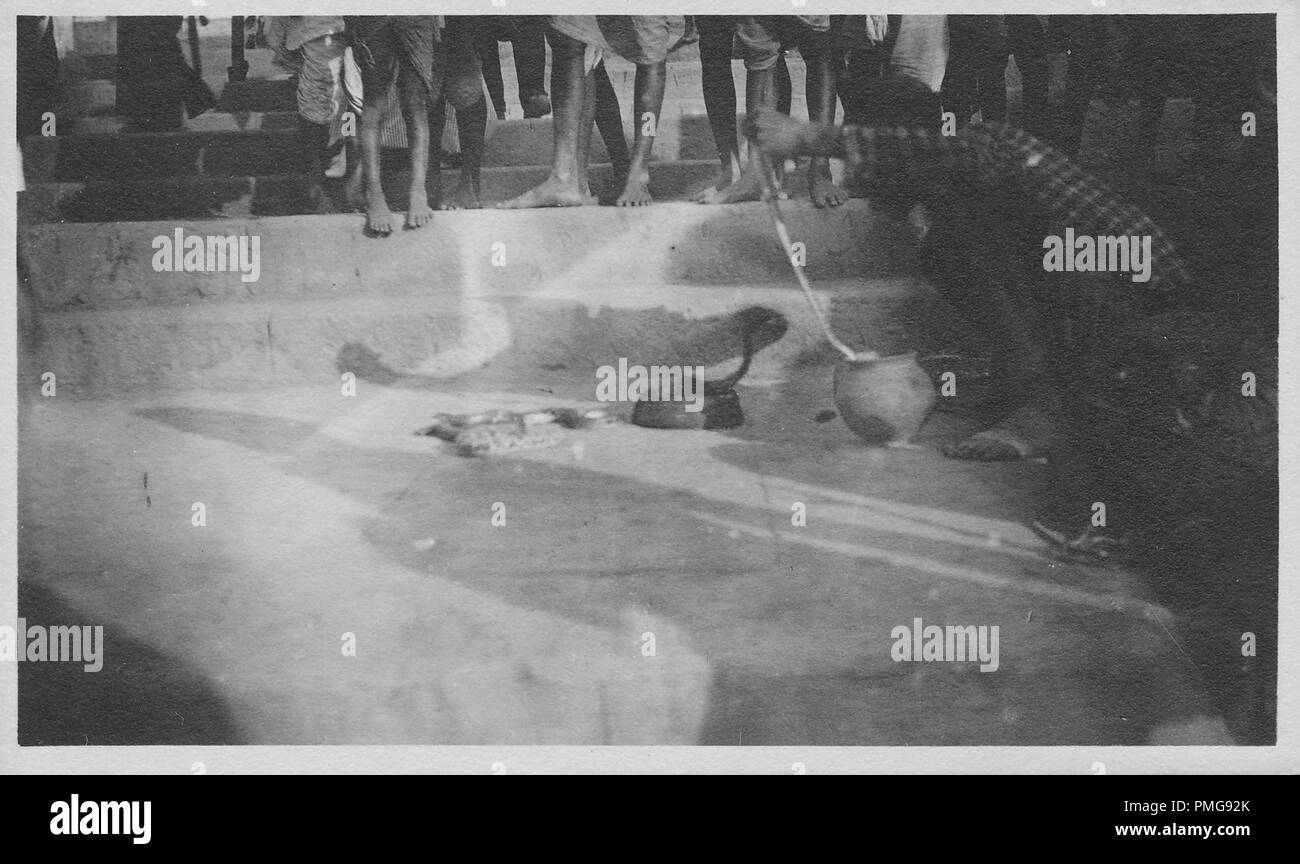 Schwarz-weiß Foto auf Karton, mit Bild, geschossen von einem niedrigen Winkel, ein Mann mit einem Überprüft kurta, geduckt über eine Schlange aus einem Korb zu ziehen, mit zwei weiteren Schlangen, in semi-Spiralkabel Positionen, auf dem Boden vor ihm und mit den Dhoti verkleideten Beine von mehreren Zuschauern im Hintergrund sichtbar, wahrscheinlich als touristisches Souvenir während einer Reise nach Südasien (Indien), 1910 gesammelt. () Stockfoto