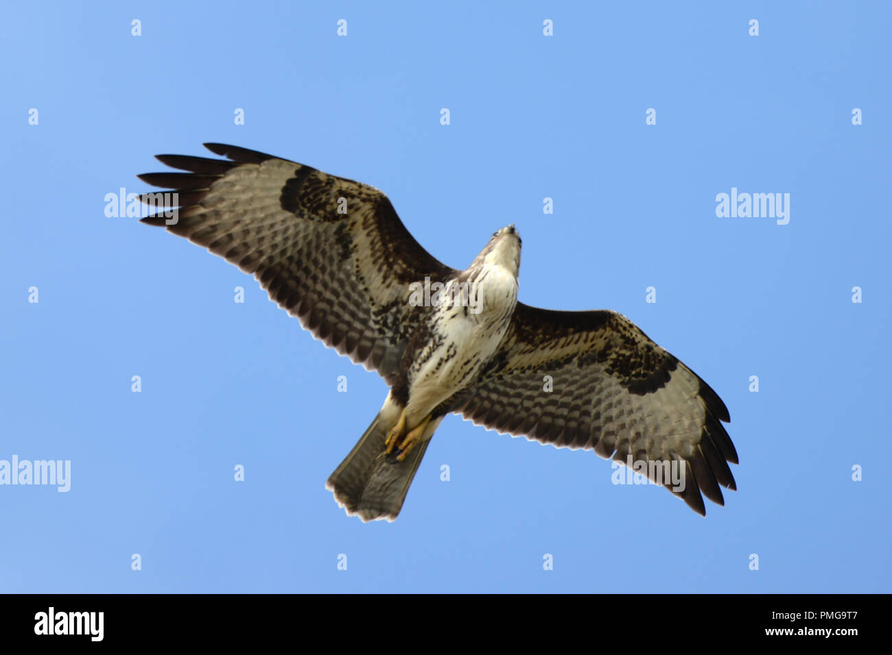 Bussard im Flug Stockfoto