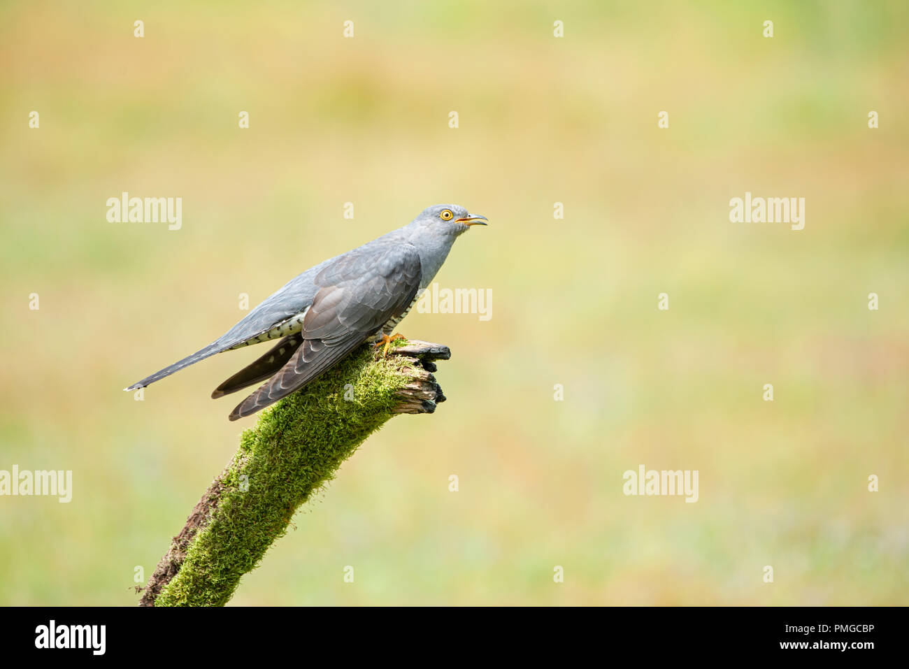 Kuckuck: Cuculus canorus. Männlich. Surrey, Großbritannien Stockfoto