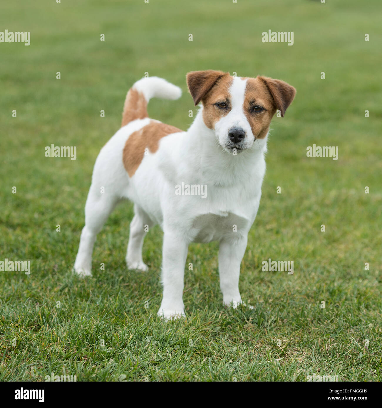 Jack Russell abgedockt Heck Stockfoto