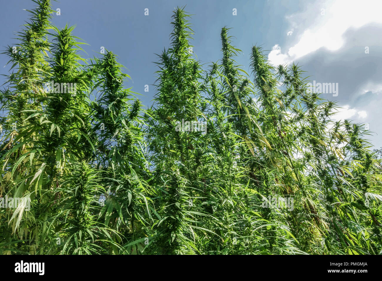 Cannabis sativa, der hohen Hanf anbaut Stockfoto