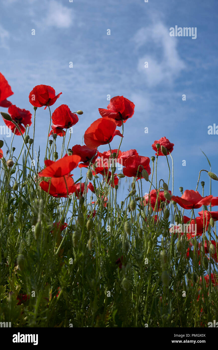 Rote Blumen von Papaver rhoeas Stockfoto