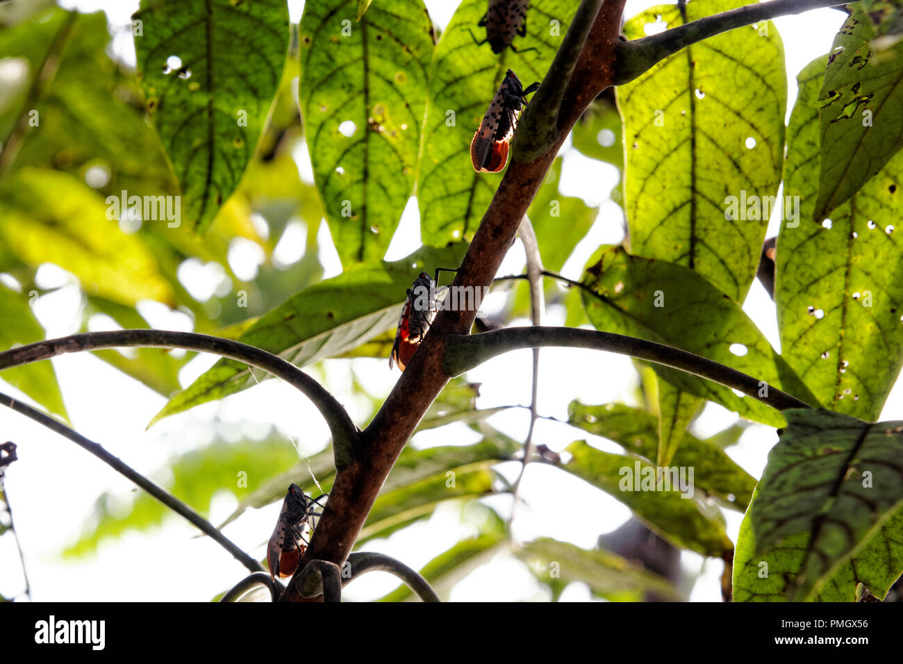 Lanternfly Gesichtet (lycorma delicatula) Befall von Pennsylvania Abteilung der Landwirtschaft verursacht haben eine Quarantäne in bestimmten Kreisen. Stockfoto