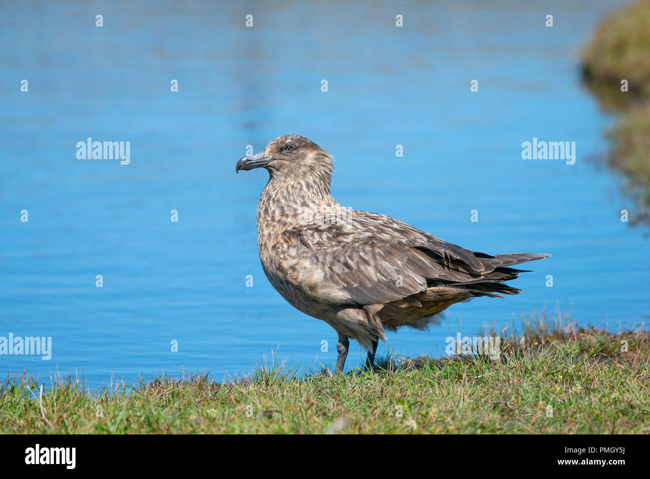 Great Skua (Bonxie) Eulen skua. Hermaness, Shetland, Großbritannien Stockfoto