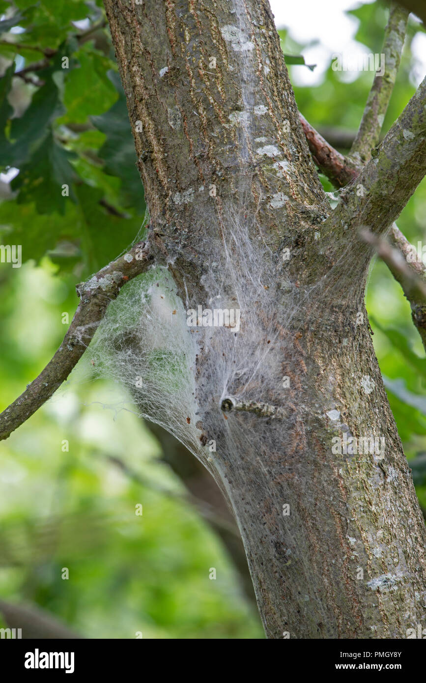 Eichenprozessionsspinner (Thaumetopoea Processionea) Nest in Eiche (Quercus robur). Surrey, Großbritannien Stockfoto