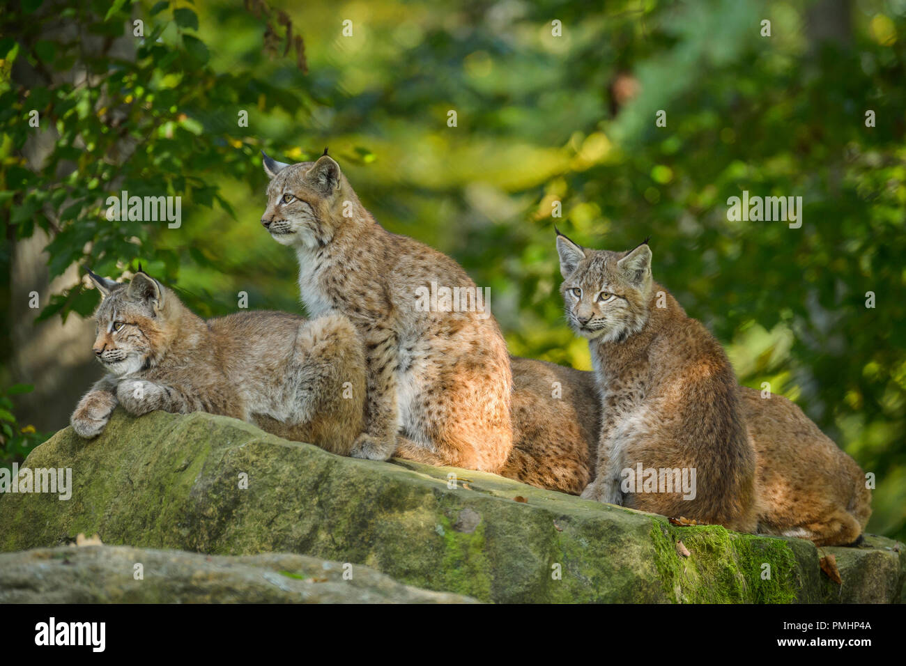 Eurasischen Luchs Lynx lynx, drei Kätzchen, Deutschland, Europa Stockfoto