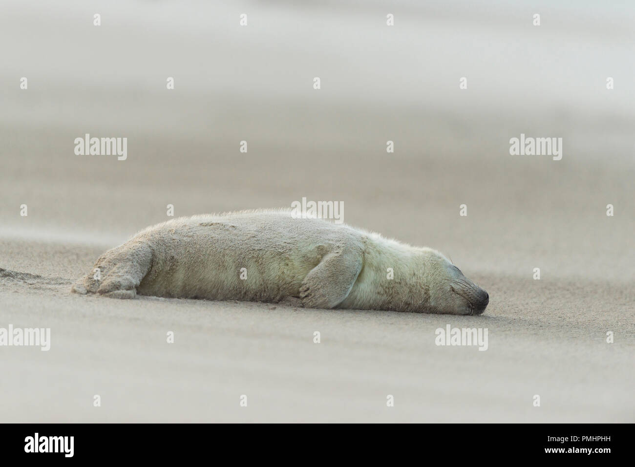 Kegelrobbe Halichoerus grypus, Pup Schlafen nach Sandsturm, Europa Stockfoto