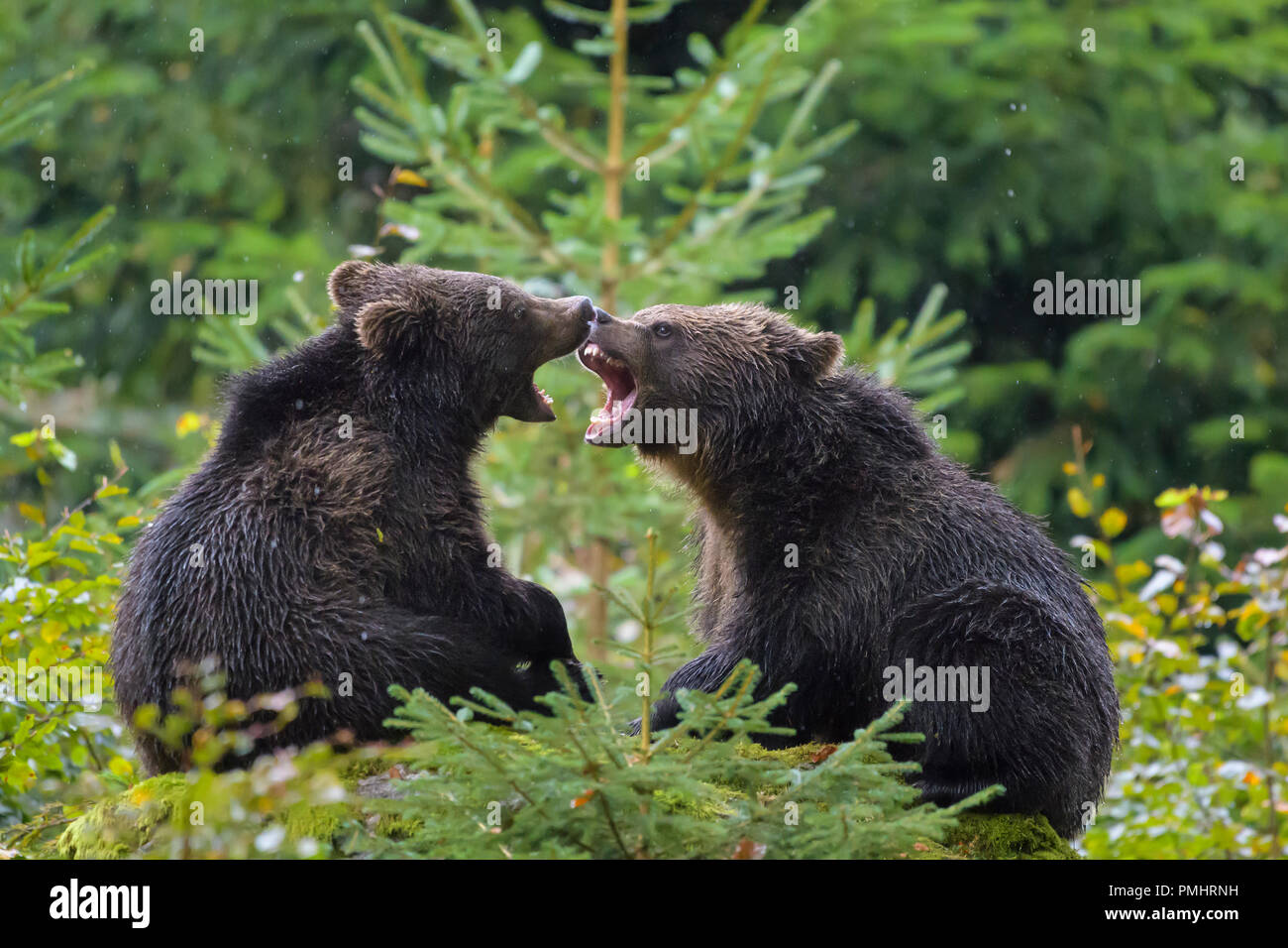 Braunbär, Ursus arctos, junge fletching Zähne, Bayern, Deutschland Stockfoto