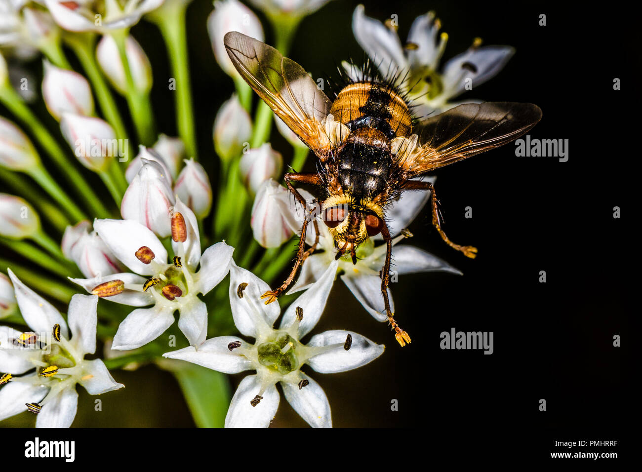 Fliege auf die weiße Blume, Hintergrund Makro Foto mit Platz für Text Stockfoto