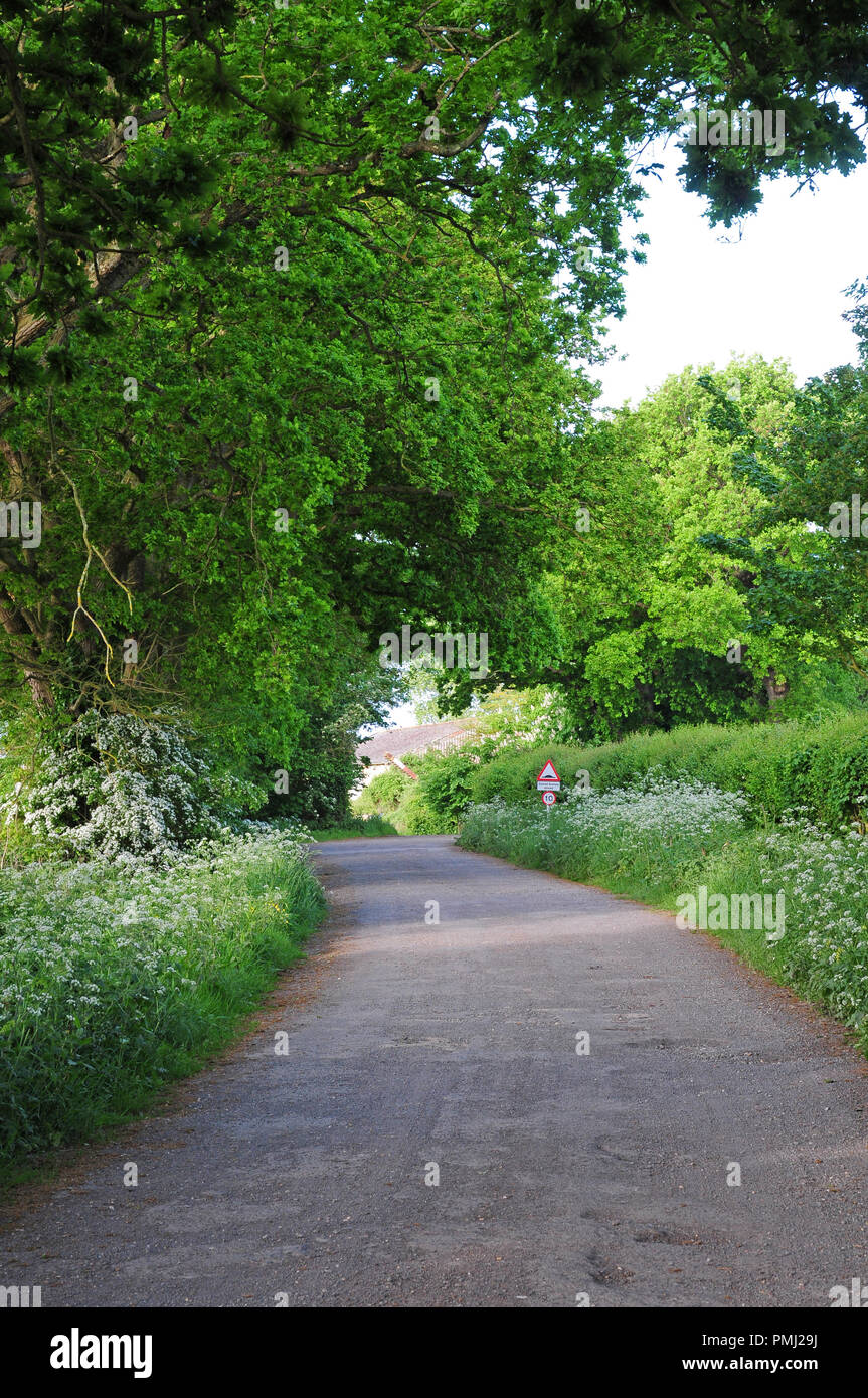 Country Lane von Eichen gesäumt, Quercus robur, Weißdorn, Crataegous argentea und Kuh Petersilie, anthriscus Sylvestris Stockfoto