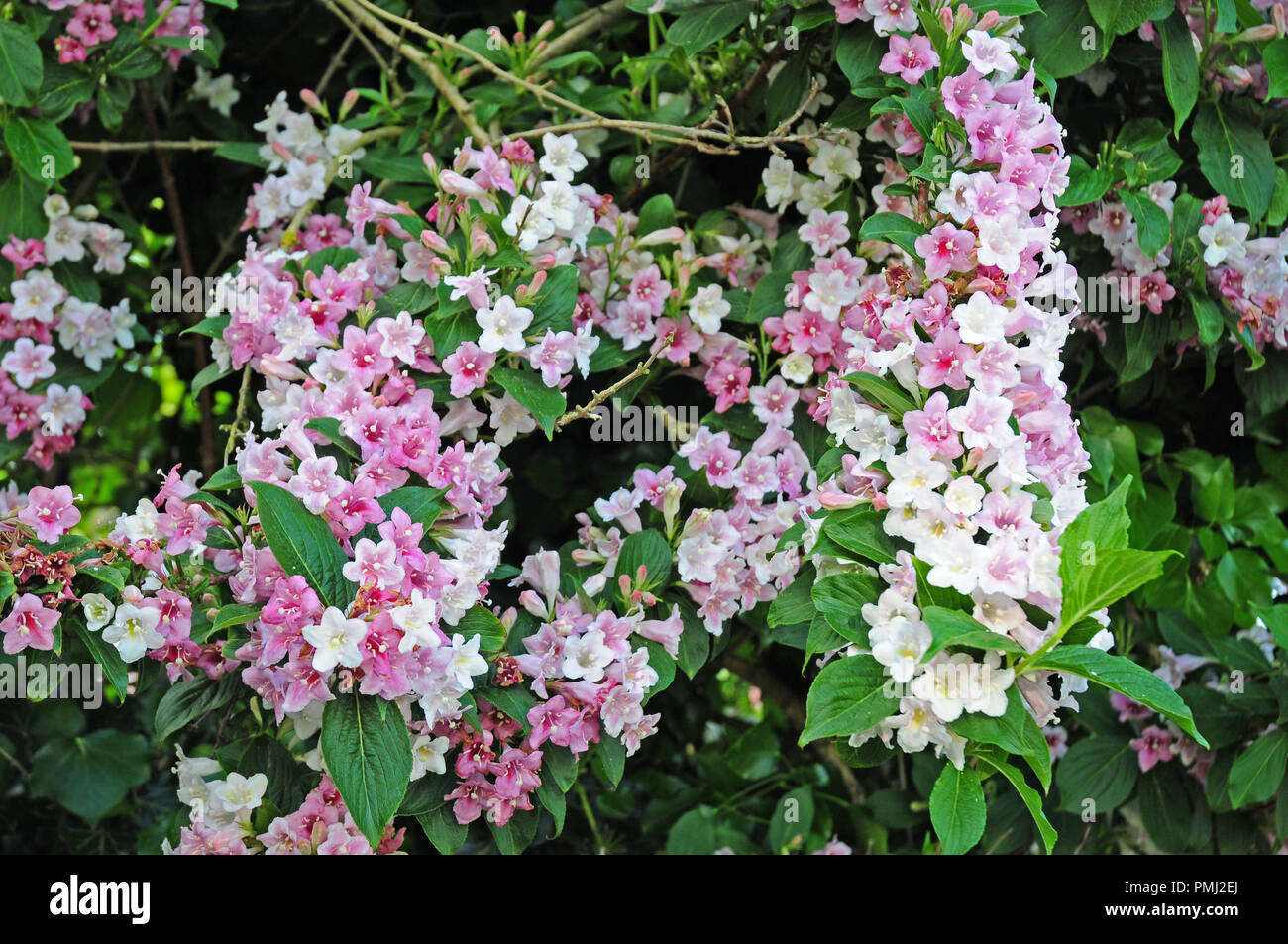 Weigela busch Fotos und Bildmaterial in hoher Auflösung Alamy