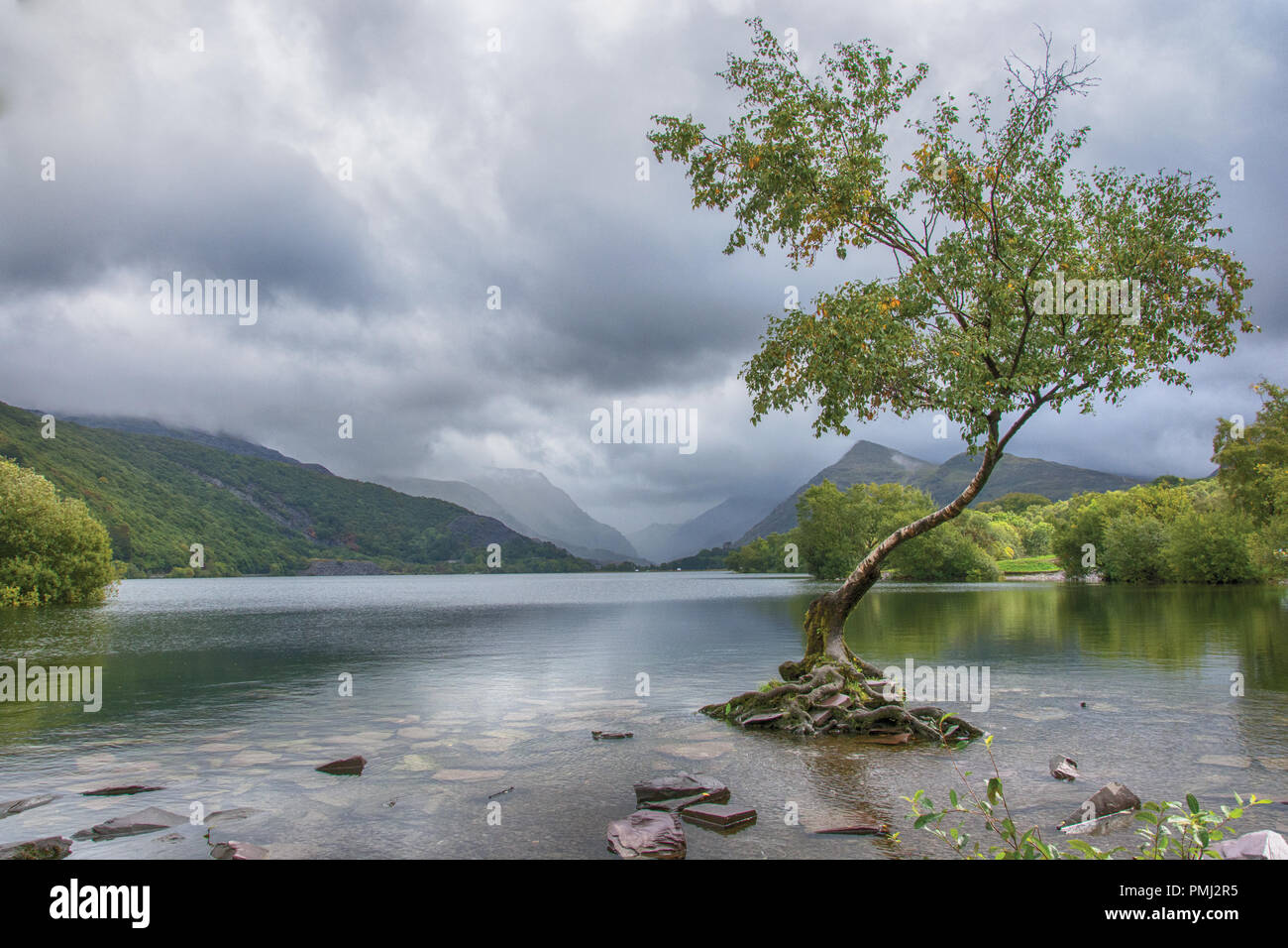 Der einsame Baum-Llyn Padarn North Wales Stockfoto