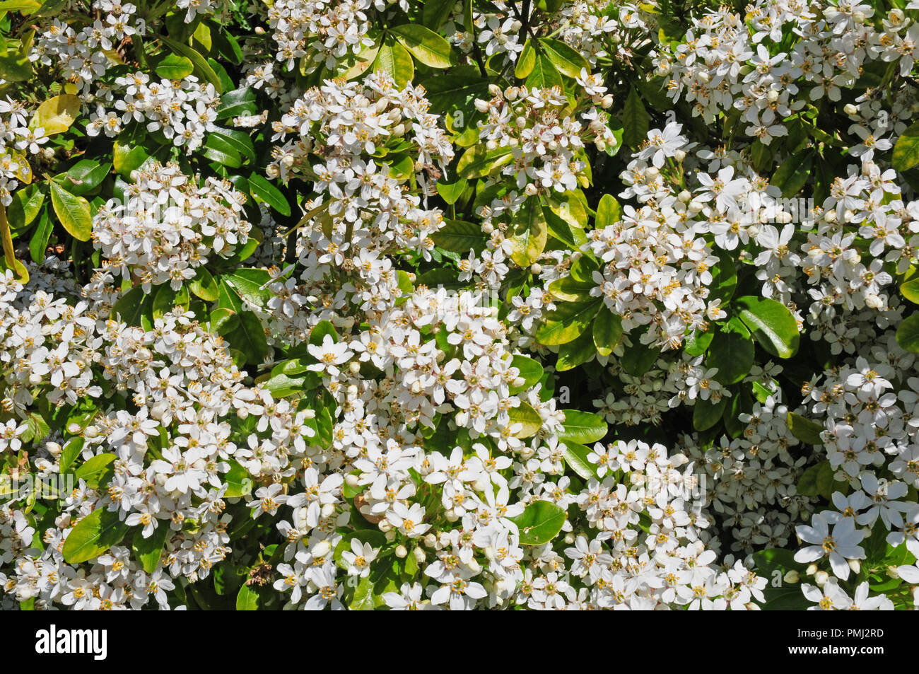 Blumen von Oleara x hastii oder Daisy Bush Stockfoto
