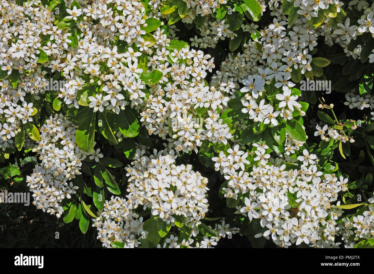Blumen von Oleara x hastii oder Daisy Bush Stockfoto