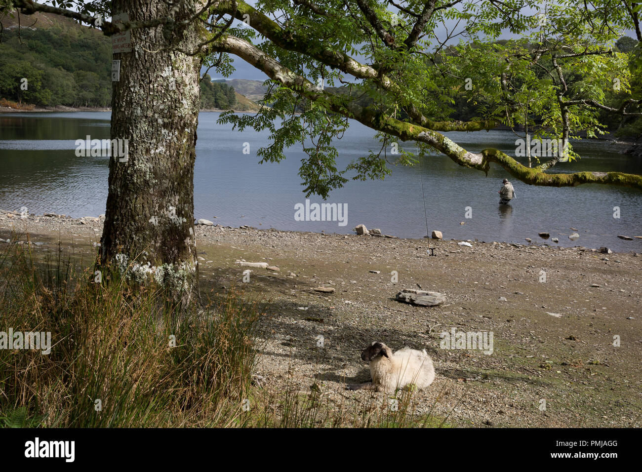 Ein einzelnes Schaf liegt unter einem Baum und ein Süßwasser-Angler aus wirft in der reduzierten Gewässer (See) Lyn Cynwch nach der Sommerhitze, wenn der Mangel an Niederschlag gesenkt und die Wasserstände, am 13. September 2018, in Dolgellau, Gwynedd, Wales. Stockfoto