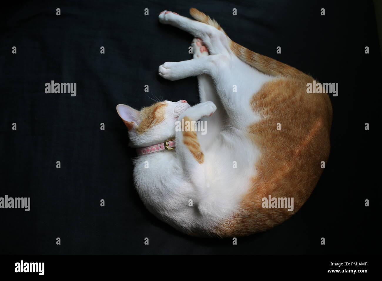 Ginger cat Schlafen wie ein Ball Stockfoto