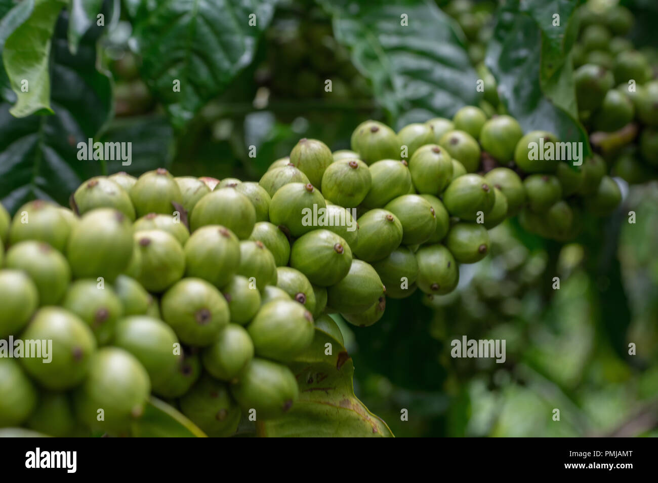 Unreife Kaffee Baum, Kaffeebohnen, Coffee Farm, Mokka und Catimor Kaffee Baum. Foto Verwendung in der Werbung, Design, Marketing Stockfoto