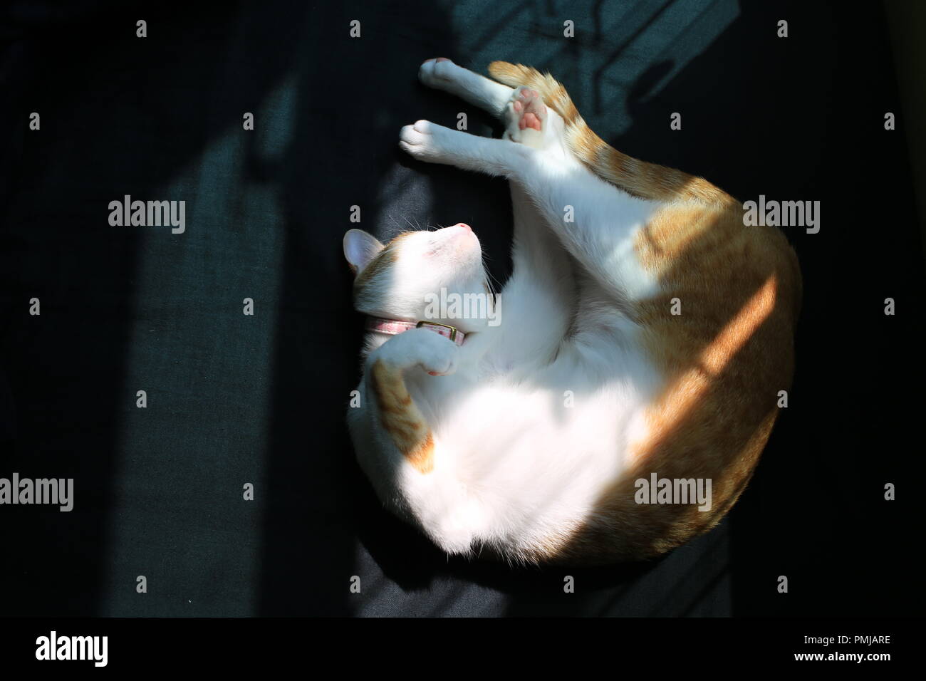 Cat Ingwer nach der Wiedergabe Stockfoto