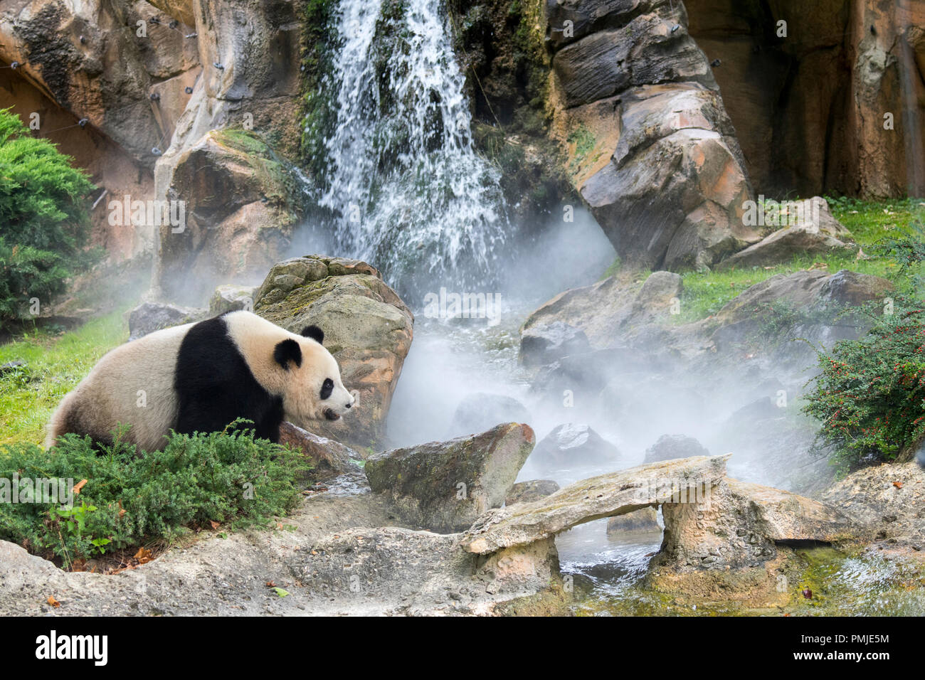 Panda (Ailuropoda lalage) vor Wasserfall im Nebel, ZooParc de Beauval, Frankreich Stockfoto