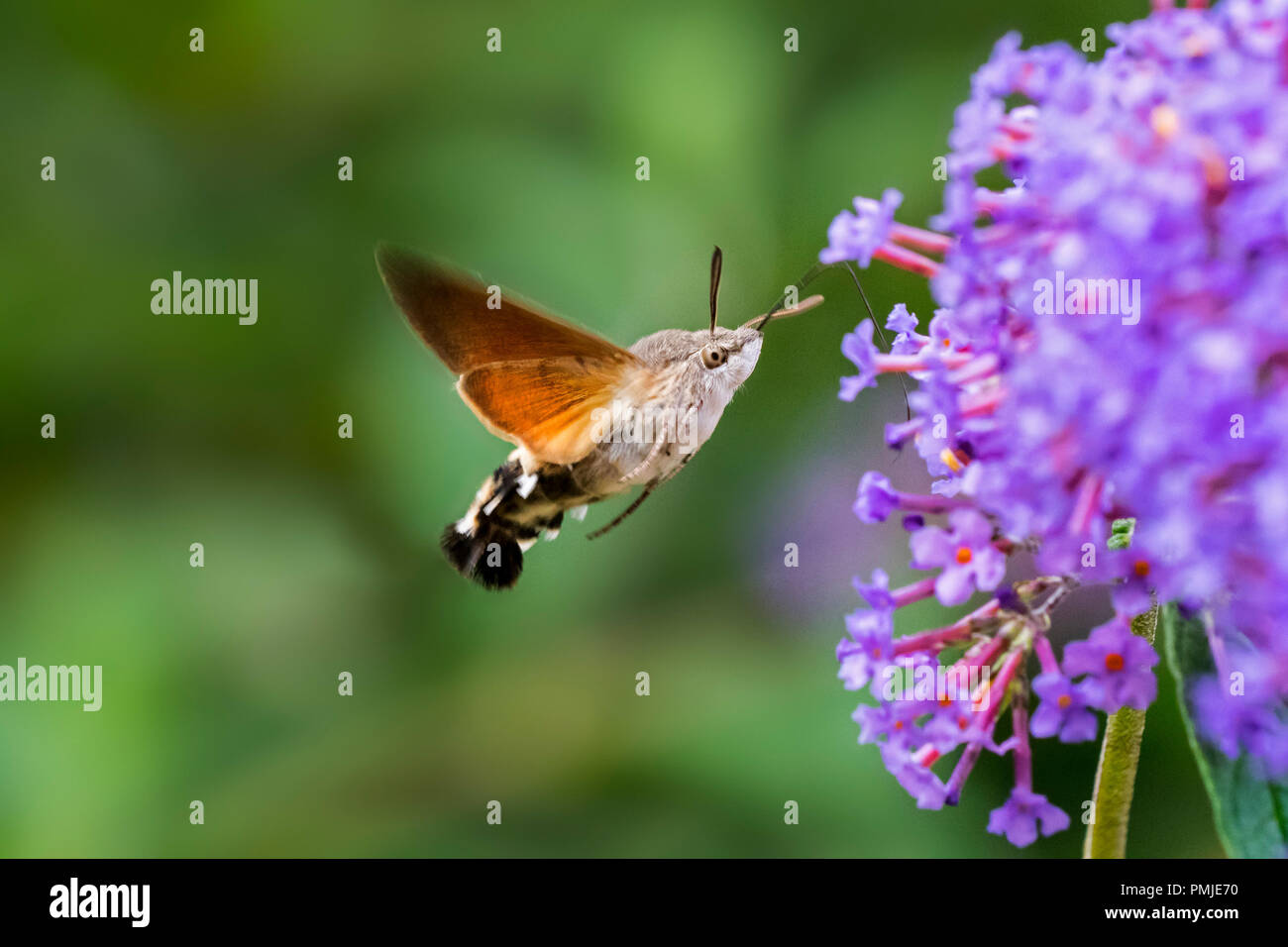 Hummingbird Hawk-moth (Macroglossum stellatarum/Sphinx stellatarum) im Flug Fütterung auf Buddleja davidii Blume im Sommer Stockfoto